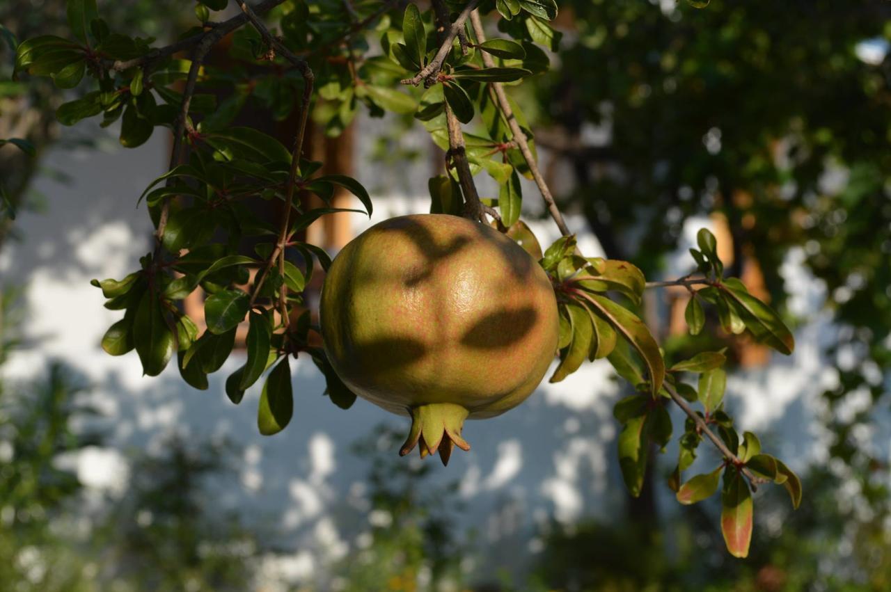 Ktima Natura Archangelos  Pokoj fotografie